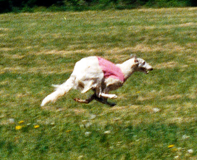 Top Lure Coursing Borzoi 1990